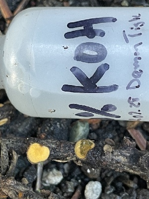  ( - HAY-F-003006)  @11 [ ] by-nc (2023) Damon Tighe Fungal Diversity Survey