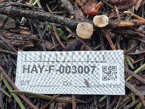  ( - HAY-F-003007)  @11 [ ] by-nc (2023) Damon Tighe Fungal Diversity Survey
