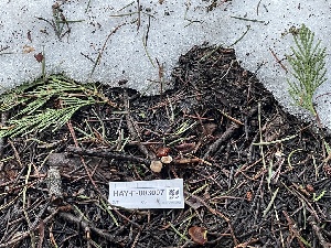  ( - HAY-F-003007)  @11 [ ] by-nc (2023) Damon Tighe Fungal Diversity Survey