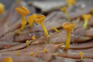  ( - HAY-F-002991)  @11 [ ] by-nc (2023) Damon Tighe Fungal Diversity Survey