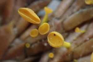  ( - HAY-F-002991)  @11 [ ] by-nc (2023) Damon Tighe Fungal Diversity Survey