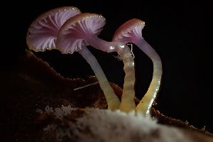  ( - HAY-F-002999)  @11 [ ] by-nc (2023) Damon Tighe Fungal Diversity Survey