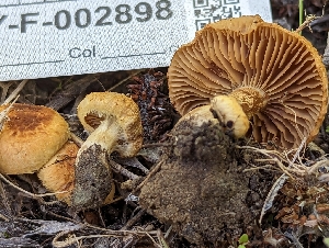  ( - HAY-F-002898)  @11 [ ] by-nc (2023) Stu Pickell Fungal Diversity Survey