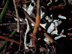  ( - HAY-F-003618)  @11 [ ] by-nc (2023) Sadie Hickey Fungal Diversity Survey