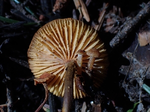  ( - HAY-F-003618)  @11 [ ] by-nc (2023) Sadie Hickey Fungal Diversity Survey