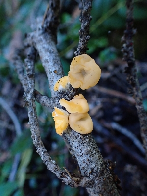  ( - HAY-F-003660)  @11 [ ] by-nc (2023) Sadie Hickey Fungal Diversity Survey