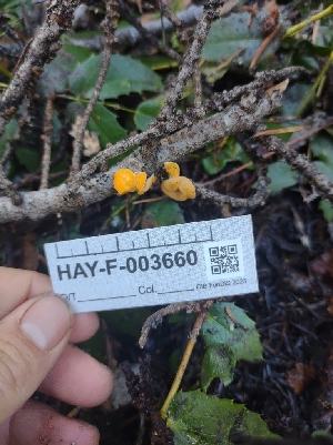 (Pithya vulgaris - HAY-F-003660)  @11 [ ] by-nc (2023) Sadie Hickey Fungal Diversity Survey