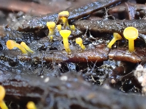 (Chloroscypha alutipes - HAY-F-003658)  @11 [ ] by-nc (2023) Sadie Hickey Fungal Diversity Survey