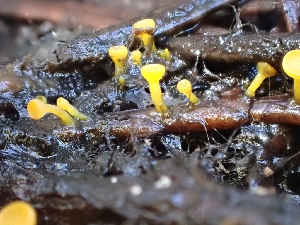  ( - HAY-F-003658)  @11 [ ] by-nc (2023) Sadie Hickey Fungal Diversity Survey