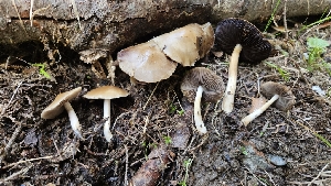  ( - HAY-F-002191)  @11 [ ] by-nc (2023) Thea Chesney Fungal Diversity Survey