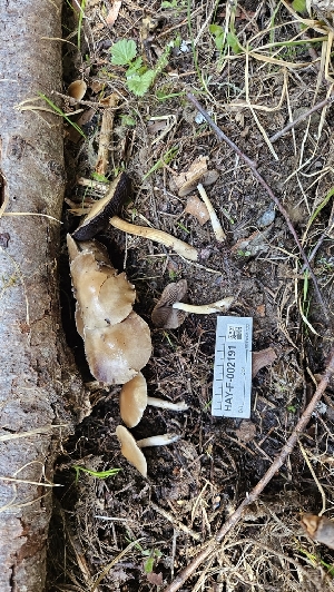  ( - HAY-F-002191)  @11 [ ] by-nc (2023) Thea Chesney Fungal Diversity Survey