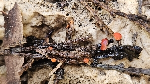  ( - HAY-F-002192)  @11 [ ] by-nc (2023) Thea Chesney Fungal Diversity Survey
