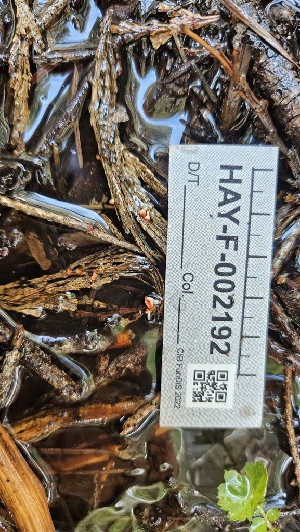  ( - HAY-F-002192)  @11 [ ] by-nc (2023) Thea Chesney Fungal Diversity Survey