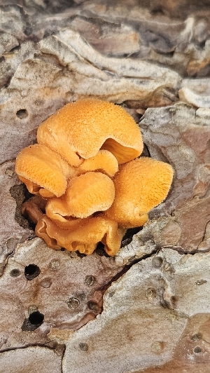  (Phyllotopsis sp. nidulans-MO01 - HAY-F-002193)  @11 [ ] by-nc (2023) Thea Chesney Fungal Diversity Survey