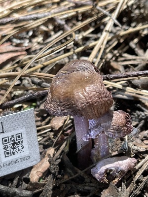  (Mycena sp. pura-IN03 - HAY-F-004184)  @11 [ ] by-nc (2023) Jaren Hockert Fungal Diversity Survey