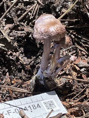  ( - HAY-F-004184)  @11 [ ] by-nc (2023) Jaren Hockert Fungal Diversity Survey
