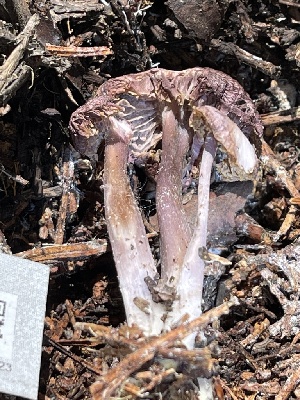  ( - HAY-F-004184)  @11 [ ] by-nc (2023) Jaren Hockert Fungal Diversity Survey