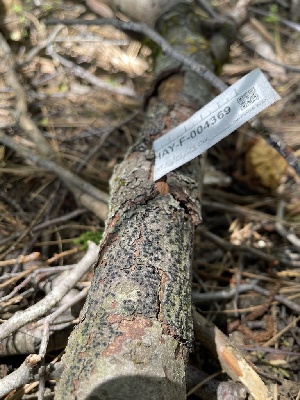  ( - HAY-F-004369)  @11 [ ] by-nc (2023) Jaren Hockert Fungal Diversity Survey