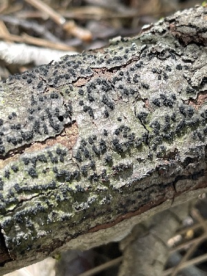  ( - HAY-F-004369)  @11 [ ] by-nc (2023) Jaren Hockert Fungal Diversity Survey