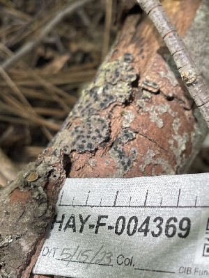  ( - HAY-F-004369)  @11 [ ] by-nc (2023) Jaren Hockert Fungal Diversity Survey