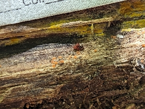  (Orbiliomycetes - HAY-F-004370)  @11 [ ] by-nc (2023) Stu Pickell Fungal Diversity Survey