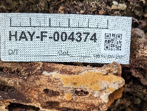  ( - HAY-F-004374)  @11 [ ] by-nc (2023) Stu Pickell Fungal Diversity Survey