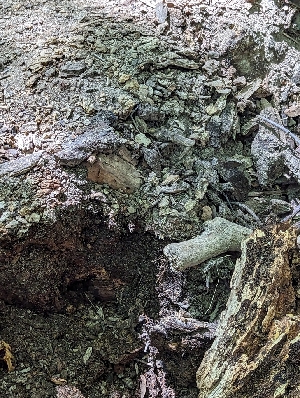  ( - HAY-F-004374)  @11 [ ] by-nc (2023) Stu Pickell Fungal Diversity Survey