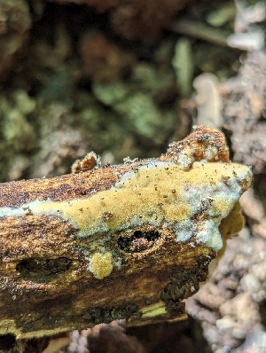  ( - HAY-F-004374)  @11 [ ] by-nc (2023) Stu Pickell Fungal Diversity Survey