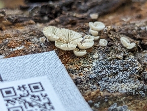  ( - HAY-F-004375)  @11 [ ] by-nc (2023) Stu Pickell Fungal Diversity Survey