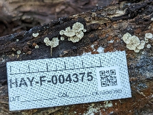  ( - HAY-F-004375)  @11 [ ] by-nc (2023) Stu Pickell Fungal Diversity Survey