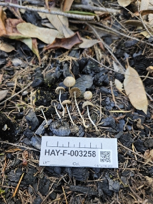 (Coprinellus impatiens - HAY-F-003258)  @11 [ ] by (2023) Mandy Hackney Fungal Diversity Survey
