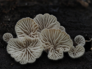  ( - HAY-F-004375)  @11 [ ] by-nc (2023) Stu Pickell Fungal Diversity Survey