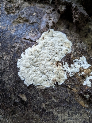  ( - HAY-F-004383)  @11 [ ] by-nc (2023) Stu Pickell Fungal Diversity Survey