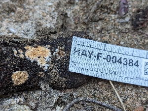  ( - HAY-F-004384)  @11 [ ] by-nc (2023) Stu Pickell Fungal Diversity Survey