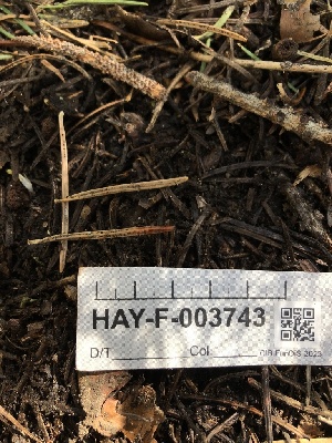 ( - HAY-F-003743)  @11 [ ] by-nc (2023) Dean Lyons Fungal Diversity Survey