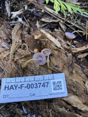  ( - HAY-F-003747)  @11 [ ] by-nc (2023) Dean Lyons Fungal Diversity Survey