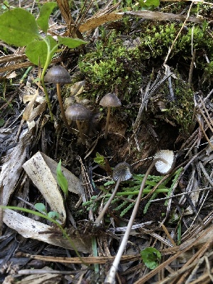  ( - HAY-F-003152)  @11 [ ] by-nc (2023) Dean Lyons Fungal Diversity Survey