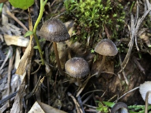  ( - HAY-F-003152)  @11 [ ] by-nc (2023) Dean Lyons Fungal Diversity Survey