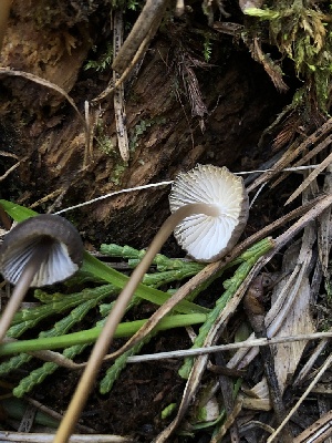  ( - HAY-F-003152)  @11 [ ] by-nc (2023) Dean Lyons Fungal Diversity Survey
