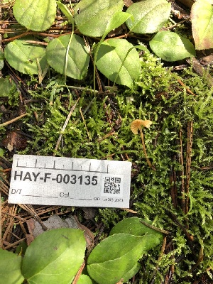  ( - HAY-F-003135)  @11 [ ] by-nc (2023) Dean Lyons Fungal Diversity Survey