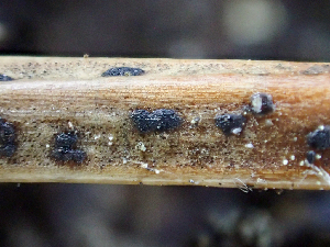  ( - HAY-F-003743)  @11 [ ] by-nc (2023) Dean Lyons Fungal Diversity Survey