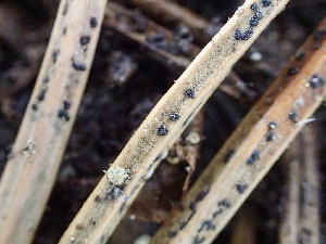  (Lophodermium sp. CA01 - HAY-F-003743)  @11 [ ] by-nc (2023) Dean Lyons Fungal Diversity Survey