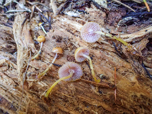  ( - HAY-F-003747)  @11 [ ] by-nc (2023) Dean Lyons Fungal Diversity Survey