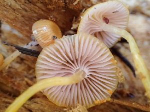  ( - HAY-F-003747)  @11 [ ] by-nc (2023) Dean Lyons Fungal Diversity Survey