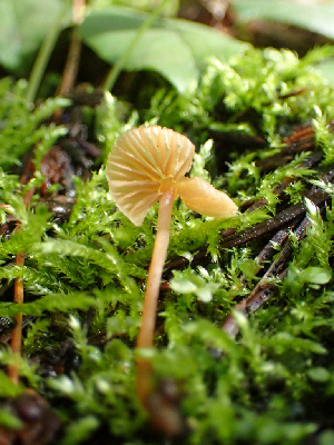  ( - HAY-F-003135)  @11 [ ] by-nc (2023) Dean Lyons Fungal Diversity Survey