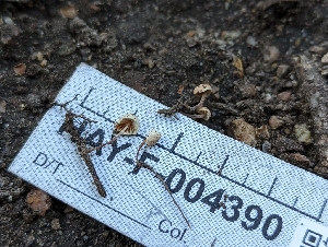  ( - HAY-F-004390)  @11 [ ] by-nc (2023) Stu Pickell Fungal Diversity Survey