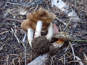  ( - HAY-F-003620)  @11 [ ] by-nc (2023) Sadie Hickey Fungal Diversity Survey