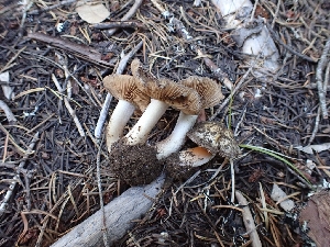  ( - HAY-F-003620)  @11 [ ] by-nc (2023) Sadie Hickey Fungal Diversity Survey