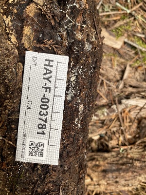  ( - HAY-F-003781)  @11 [ ] by-nc (2023) Grace Stark Fungal Diversity Survey