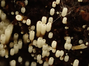  ( - HAY-F-003781)  @11 [ ] by-nc (2023) Grace Stark Fungal Diversity Survey